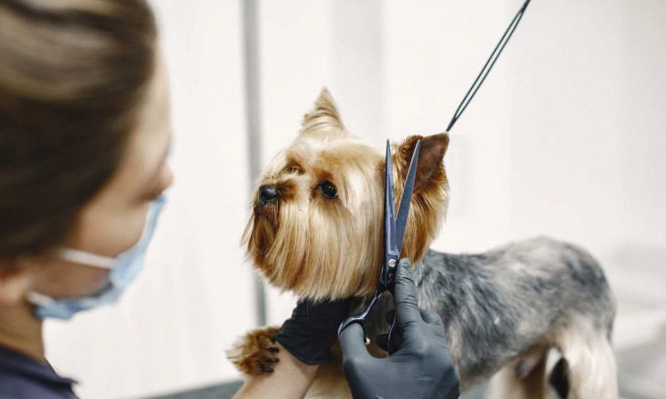 37066 Salon de toilettage pour chiens en forte demande avec potentiel de croissance 1 37066 Salon de toilettage pour chiens en forte demande avec potentiel de croissance 1